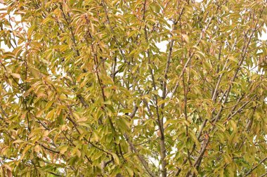 Yapraklı yeşil ağaç dallarını kapat