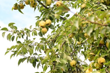 Ağaç dalında olgun sulu elmalar