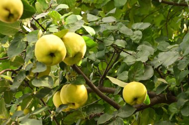 Ağaç dalında olgun sulu elmalar