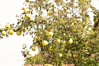 Ağaç dalında olgun sulu elmalar