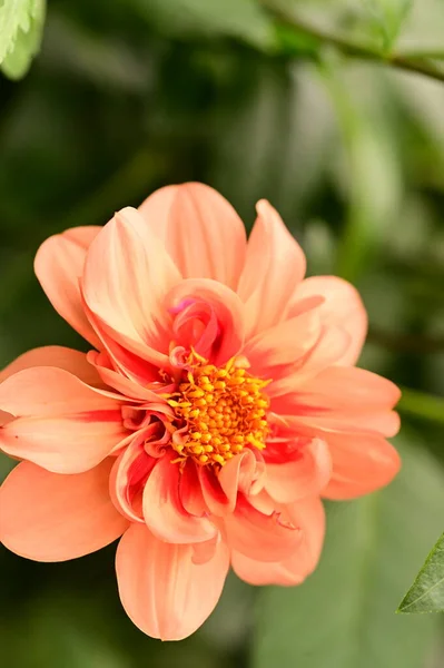Vista Cerca Hermosa Flor Roja Jardín —  Fotos de Stock