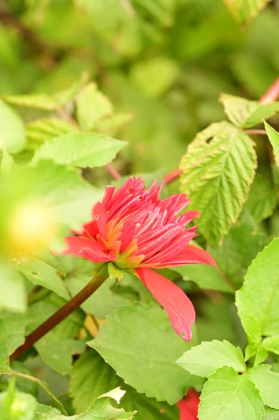 Vista Cerca Hermosas Flores Rosadas Que Crecen Jardín —  Fotos de Stock