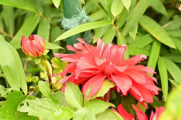 Vista Close Belas Flores Rosa Crescendo Jardim — Fotografia de Stock