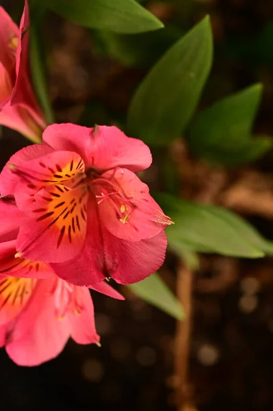 庭で育った美しいピンクの花を間近で見ることができ — ストック写真