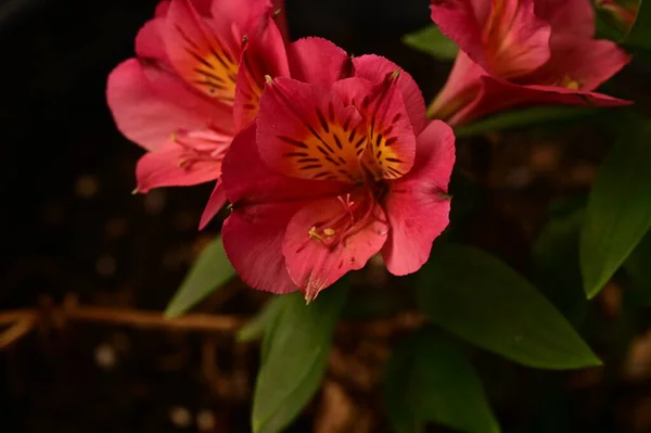 Widok Bliska Piękne Różowe Kwiaty Rosnące Ogrodzie — Zdjęcie stockowe