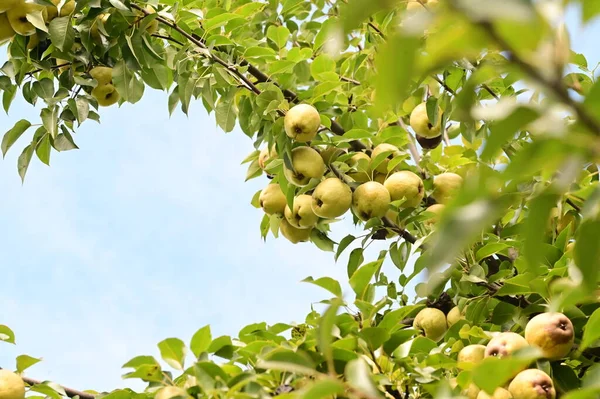 Rijpe Sappige Appels Boomtak — Stockfoto