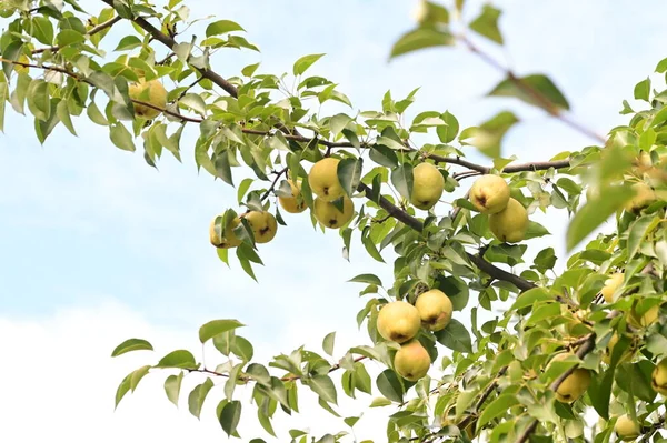 Rijpe Sappige Appels Boomtak — Stockfoto