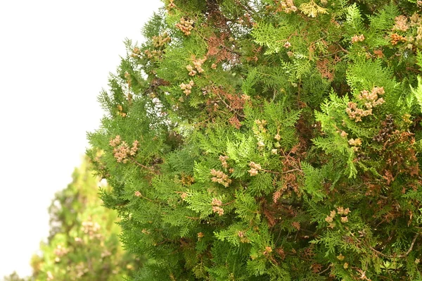 Крупним Планом Гілки Зеленого Дерева Листям — стокове фото