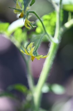 Bahçedeki güzel sarı çiçekleri kapat.