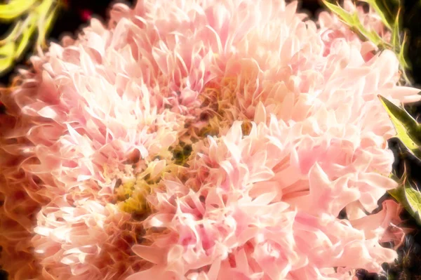 Крупным Планом Красивые Розовые Цветки Хризантемы — стоковое фото