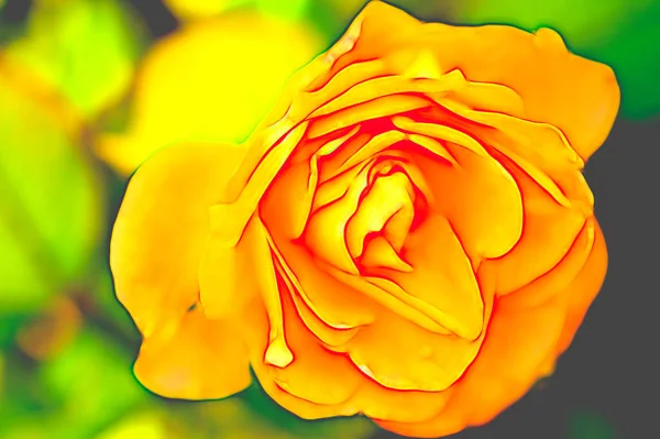 Zbliżenie Strzał Pięknej Żółtej Róży Ogrodzie — Zdjęcie stockowe