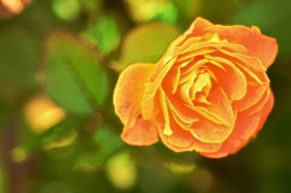 Крупным Планом Снимок Красивой Желтой Розы Саду — стоковое фото