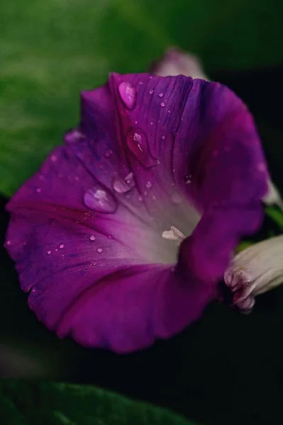 Vista Cerca Hermosas Flores Puprle Jardín — Foto de Stock