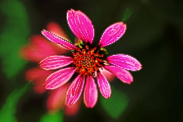 Bahçedeki Güzel Pembe Çiçeklerin Yakın Görüntüsü — Stok fotoğraf