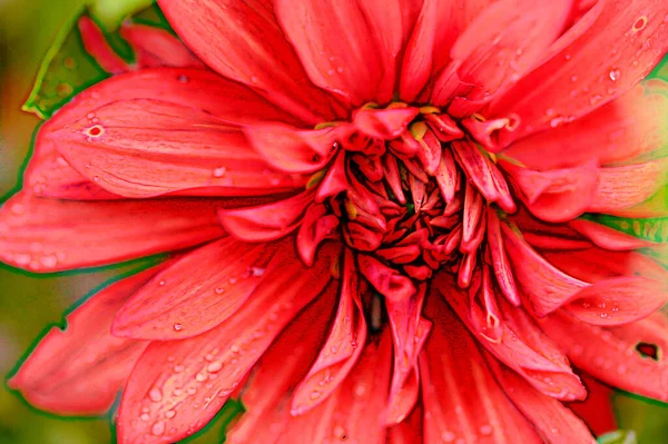 Beautiful Red Colored Flowers Growing Garden — Stock fotografie