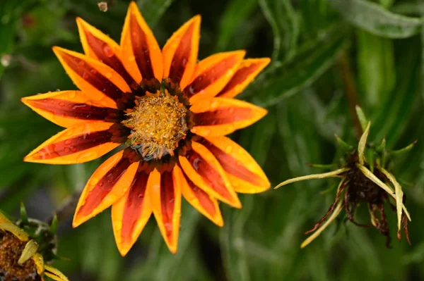 庭の美しい黄色とオレンジの花を間近に見ることができます — ストック写真