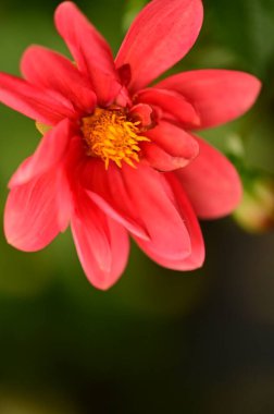 Bahçedeki güzel kırmızı çiçekleri kapat.