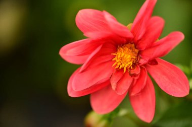 Bahçedeki güzel kırmızı çiçekleri kapat.