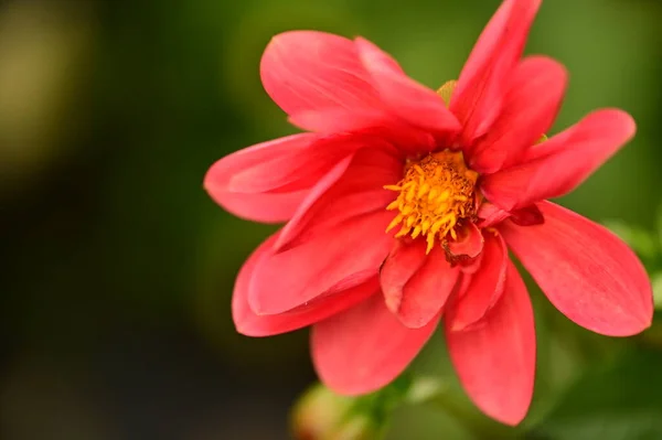 Vista Cerca Hermosas Flores Rojas Jardín —  Fotos de Stock