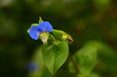 closeup view of beautiful blue flowers in the garden