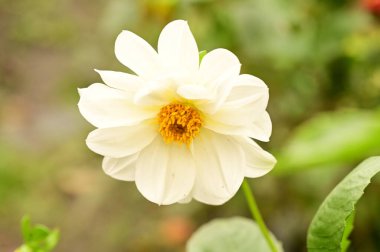 Bahçedeki güzel beyaz çiçekleri kapat.