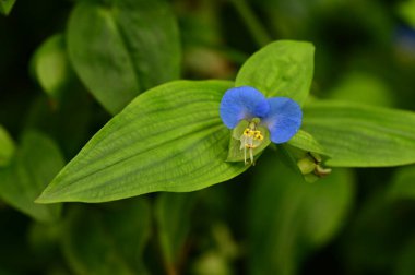 closeup view of beautiful blue flowers in the garden