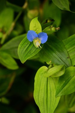 closeup view of beautiful blue flowers in the garden