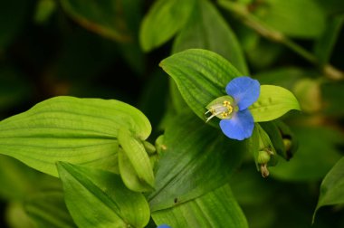 closeup view of beautiful blue flowers in the garden