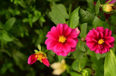 Bahçedeki güzel pembe çiçeklerin yakın görüntüsü