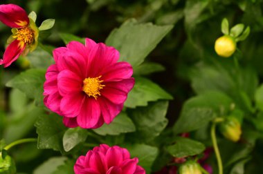 Bahçedeki güzel pembe çiçeklerin yakın görüntüsü