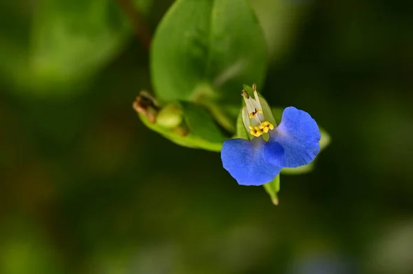 Closeup View Beautiful Blue Flowers Garden — Stok Foto