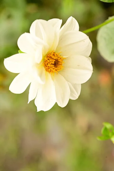Vue Rapprochée Belles Fleurs Blanches Dans Jardin — Photo