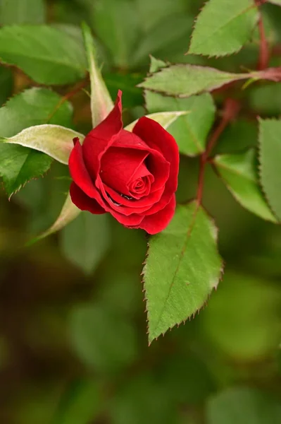 Primo Piano Colpo Bella Rosa Rossa Giardino — Foto Stock