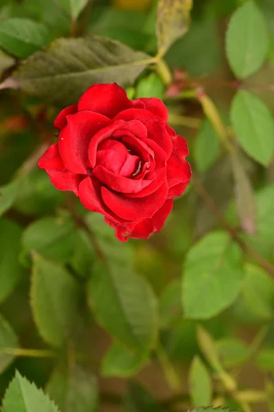 花园里的一朵漂亮的红玫瑰近照 — 图库照片