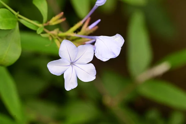 Vista Cerca Hermosas Flores Blancas Jardín —  Fotos de Stock