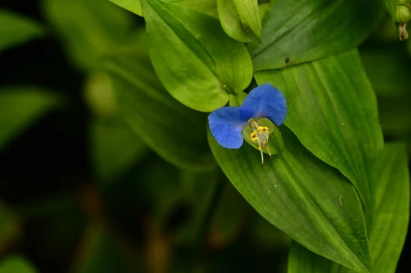 Closeup View Beautiful Blue Flowers Garden — 스톡 사진