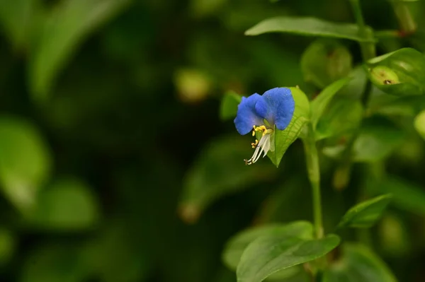 Closeup View Beautiful Blue Flowers Garden — 스톡 사진