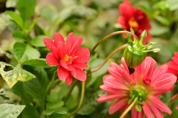 Close View Beautiful Pink Flowers Garden — Fotografia de Stock