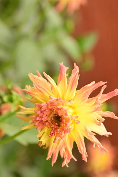 Schöne Rosa Und Gelb Gefärbte Blumen Die Garten Wachsen — Stockfoto
