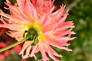 Bahçedeki güzel pembe çiçeklerin yakın görüntüsü