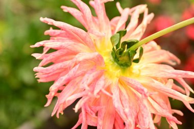 Bahçedeki güzel pembe çiçeklerin yakın görüntüsü