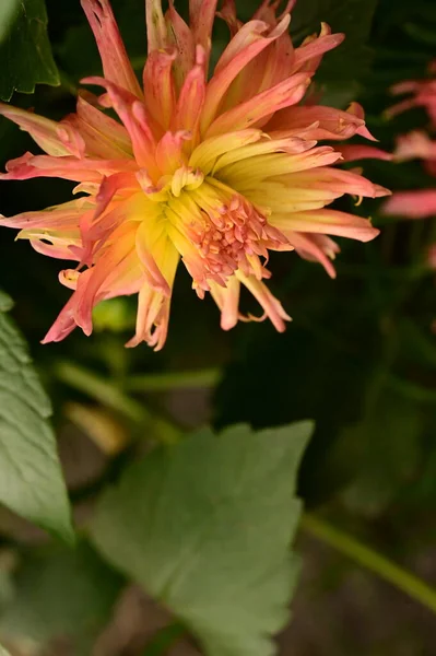 Hermosas Flores Color Rosa Amarillo Creciendo Jardín — Foto de Stock