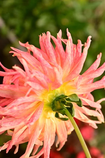 Close View Beautiful Pink Flowers Garden —  Fotos de Stock