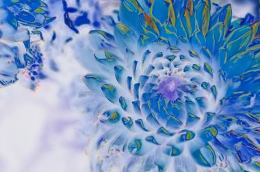 Güzel, parlak sonbahar kasımpatılarını kapatın.