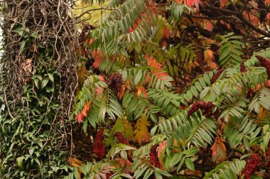 Bitkinin güzel yaprakları sumac, sonbahar mevsimi