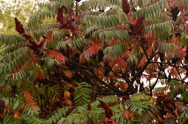 Bitkinin güzel yaprakları sumac, sonbahar mevsimi