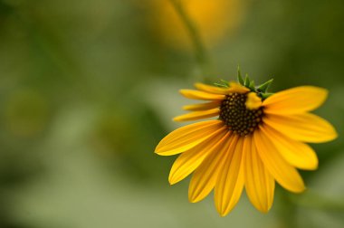 Bahçedeki güzel sarı çiçekleri kapat.