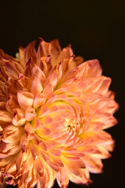 美丽的粉红色菊花的特写 — 图库照片