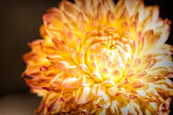 Belle Fleur Lumineuse Gros Plan — Photo