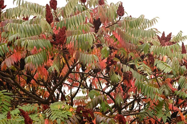 Belle Foglie Della Pianta Sumac Stagione Autunnale — Foto Stock